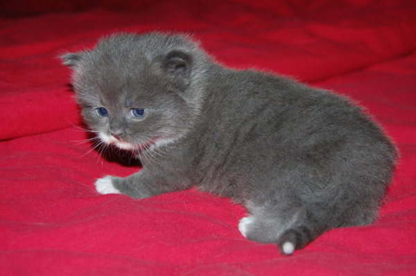 Isidor,3 Wochen alt.jpg